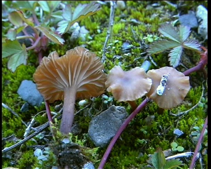 Omphalina pyxidata  (Bull.: Fr.) Qulet